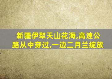 新疆伊犁天山花海,高速公路从中穿过,一边二月兰绽放